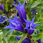 Schwalbenschwanzenzian