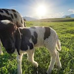 Schafe weiden in den Wiesen um Stilfes