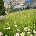 Frühlingswiesen am Fuße des Rosengarten