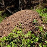 Emsige Ameisen am Wegesrand