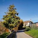 Herbstwanderung nach Signat