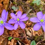 Leberblümchen unterhalb von St. Walburg