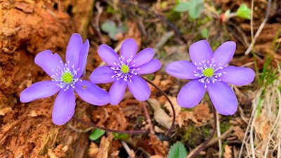 Leberblümchen unterhalb von St. Walburg