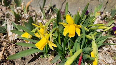 Daffodils by the wayside