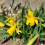 Narcisi ai margini della strada