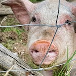 In den Wiesen um die Hagneralm weiden zahlreiche Tiere