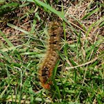 Raupe am Wegesrand