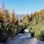 Zwischen den herbstbunten Wipfeln ragt der Peitlerkofel hervor