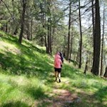 Durch lichte Lärchenwiesen zum Dolomitenblick