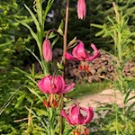 Auch die Türkenbundlilie gedeiht im Wandergebiet Karersee