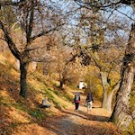 Zahlreiche Kastanienbäume säumen den Keschtnweg