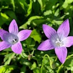 Glockenblumen in den Ahrntaler Wiesen