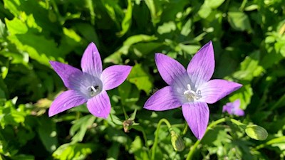 Glockenblumen in den Ahrntaler Wiesen