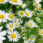 Margeriten am Dorfrundweg in Luttach