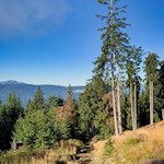 Auf dem schmalen Waldpfad zur Pertinger Alm