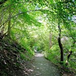 Auf sanften Wegen nach Milland