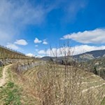 Der Weg Nr. 1 führt am Rande einiger Obstwiesen in Richtung Vahrner See