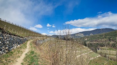 Der Weg Nr. 1 führt am Rande einiger Obstwiesen in Richtung Vahrner See