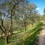 Malerische Olivenhaine säumen den Sentiero della Pace