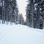 Durch den märchenhaft verschneiten Nadelwald