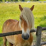 Haflinger am Karerpass