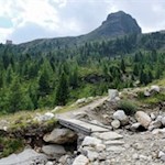 Blick auf das zirbenbewachsene Tristennöckl