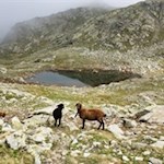 Auf dem Weg in Richtung Eidechsspitze tummeln sich einige scheue Schafe