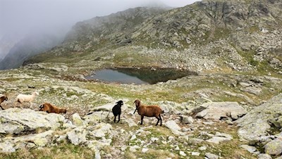 Auf dem Weg in Richtung Eidechsspitze tummeln sich einige scheue Schafe