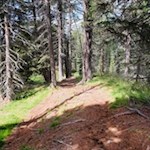 Im steten Anstieg durch den Wald