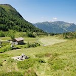 Hinter den Pojer Almen führt der nunmehr schmale Steig über die friedvollen Hänge