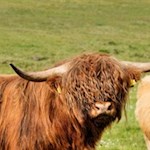 Schottische Rinder begrüßen uns bei der Munt de Fornella