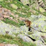 Murmeltier auf der Villanderer Alm