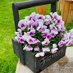 Blumige Zierde entlang des Seewegs