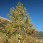 „Nichts ist für mich mehr Abbild der Welt und des Lebens als der Baum.“ (Christian Morgenstern)