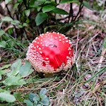 Fliegenpilz auf dem Weg zur Pertinger Alm