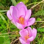 Autumn crocus on the way to the Kaiserstein