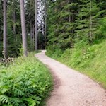 Durch den Wald zur Stadlalm