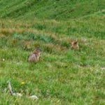 Pfiffige Nager: Bei drohender Gefahr senden Murmeltiere schrille Warnpfiffe aus