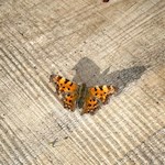 Schmetterling am Wegesrand