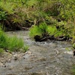 Biotop Mühlbachmoos