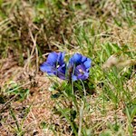 Tiefblauer Enzian am Wegesrand