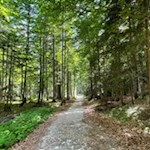 Die Wanderung zur Vandelli Hütte führt durch schönen Buchenwald