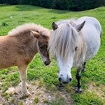 Zufrieden weiden die Pferde der Malga Maraia in den Almwiesen