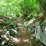 Im Schatten der Sträucher und Bäume auf die Spilucker Platte