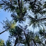 Der Wanderweg zum Großstahlhof wird von hochaufragenden Nadelbäumen umsäumt