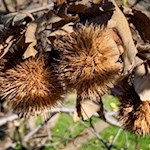 Der Namensgeber des Keschtnwegs