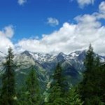 Hinter den Wipfeln der hohen Bäume ragen die Spitzen der Zillertaler Alpen in die Höhe