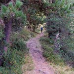 Diese Wanderung führt durch Wald- und Almhänge