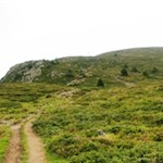 Der letzte Anstieg führt über zirbenbewachsene Hänge