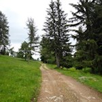 Der breite Weg Nr. 2A führt zur Kreuzwiesenalm